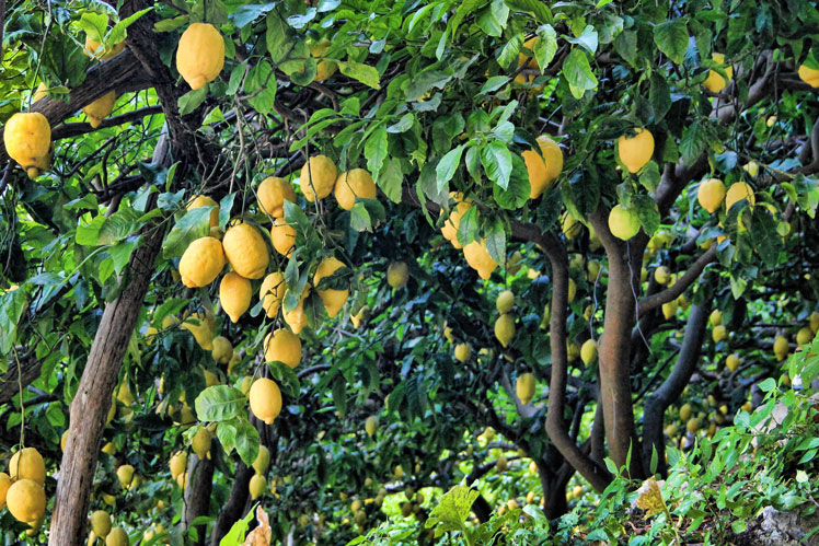 Érdekes tények a citrom termesztéséről és tárolásáról
