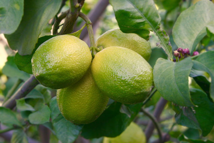 Érdekes tények a citrom termesztéséről és tárolásáról