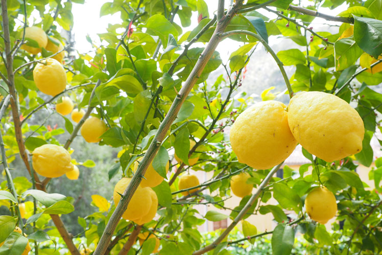Interessante fakta om dyrkning og opbevaring af citroner