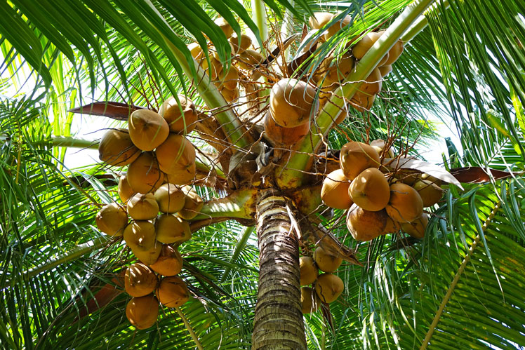 Интересные факты о кокосах (coconut)