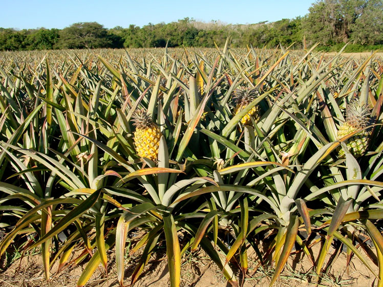Wissenswertes über Ananas: Anbau und Verwendung