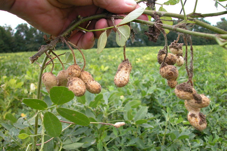 Làm thế nào mà đậu phộng trở nên phổ biến? Trồng và sử dụng đậu phộng