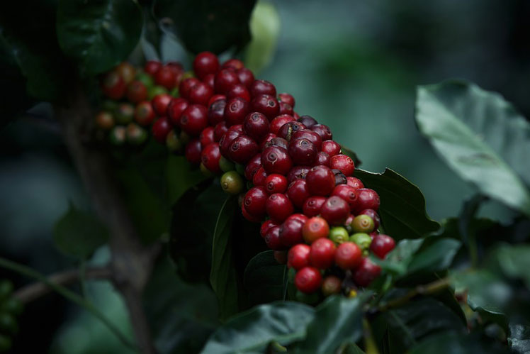 Comment le café est cultivé et produit