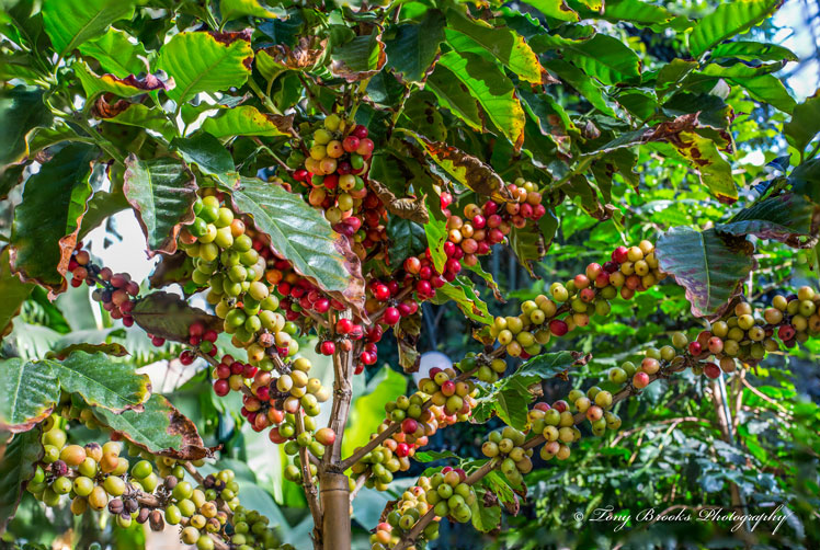 How coffee is grown and produced