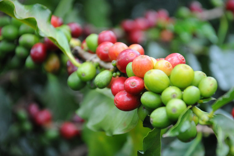 Comment le café est cultivé et produit