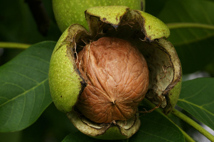 Význam a použití vlašských ořechů