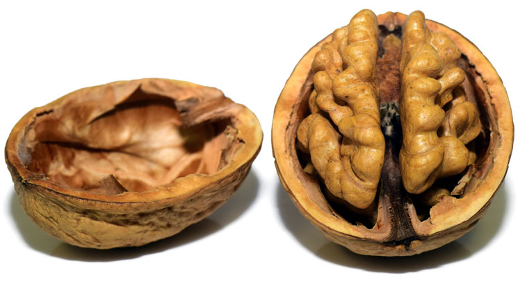 Význam a použití vlašských ořechů