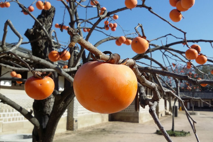 Interessante fakta om persimmon