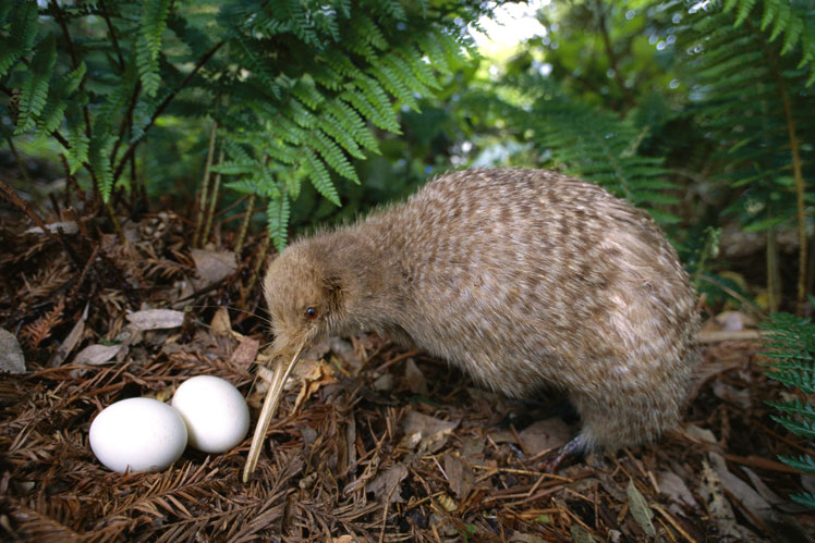 The largest egg in relation to the size of the bird is laid by the female small gray kiwi