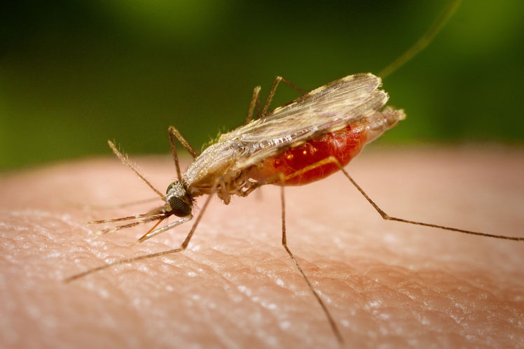 The most dangerous creature is the malarial mosquito