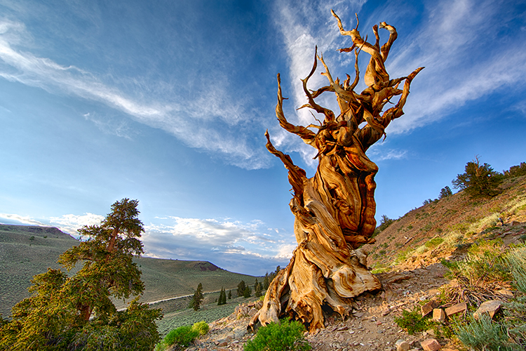 The Oldest Tree on Our Planet – Methuselah Pine