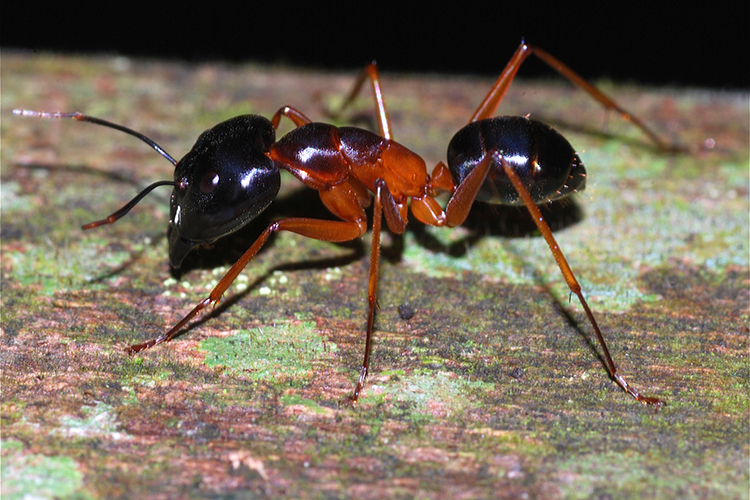 The Largest Brain Relative to Body Size Belongs to the Ant