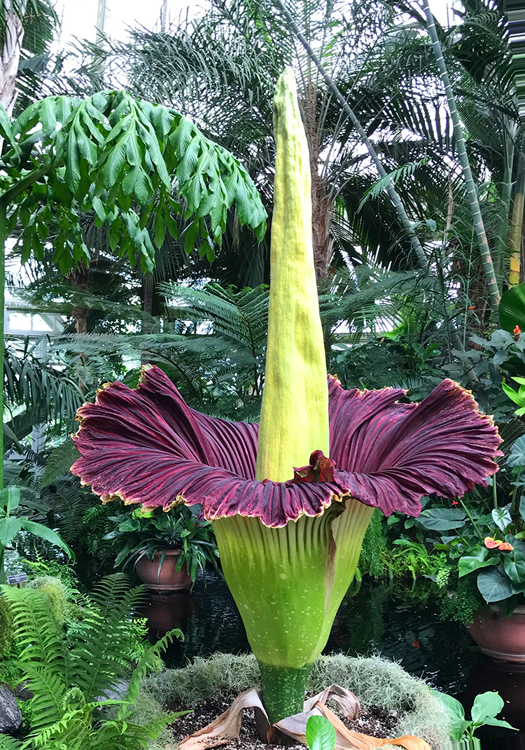 Amorphophallus titanum – the plant with the tallest inflorescence