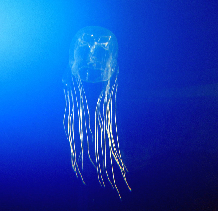 Sea wasp – the most venomous jellyfish
