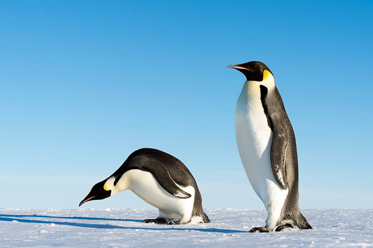 The largest and smallest penguins
