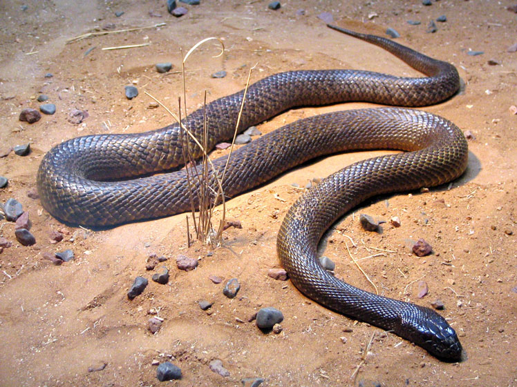 最毒的蛇是麦考伊大班蛇。