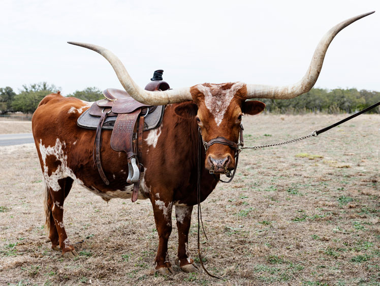 Texas Longhorn ialah haiwan yang mempunyai tanduk terpanjang.
