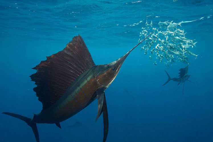 Segelbåtsfisk – den snabbaste simfisken i världen