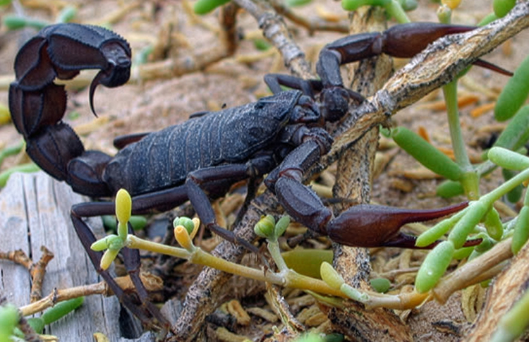 Den arabiska fettsvansskorpionen (Androctonus crassicauda) - den giftigaste skorpionen