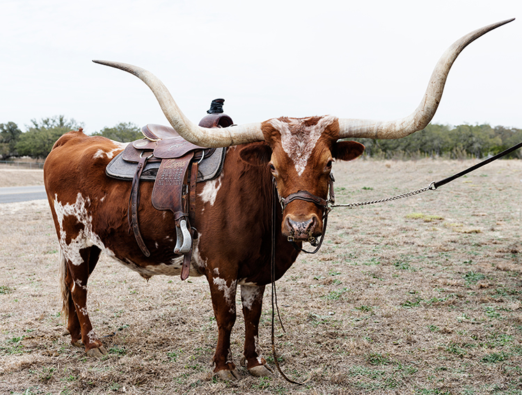 Texas longhorn - djur med de längsta hornen