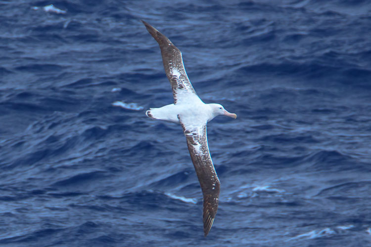 Putující albatros je největší létající pták