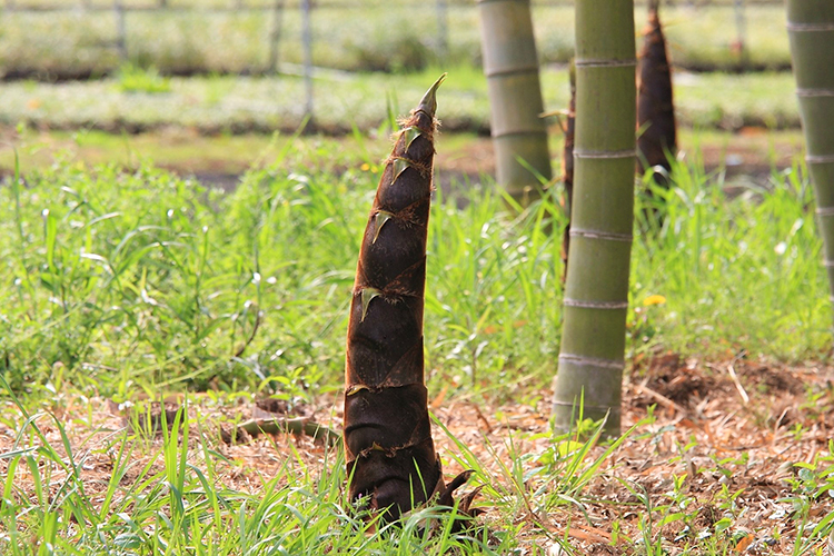 Moso bamboo, or turtle shell bamboo (Phyllostachys edulis) - the fastest-growing plant on Earth