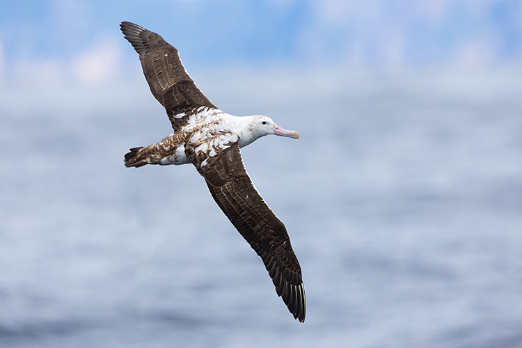 Wandering Albatross - the largest flying bird
