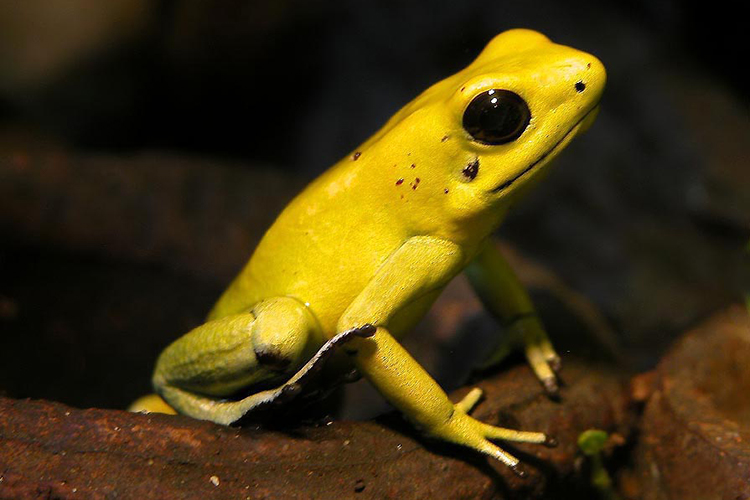 Golden Poison Frog - the most poisonous animal