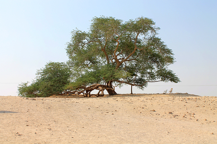 Tree of Life - the loneliest tree