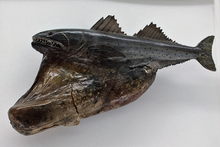 Black Swallower - the animal with the largest belly