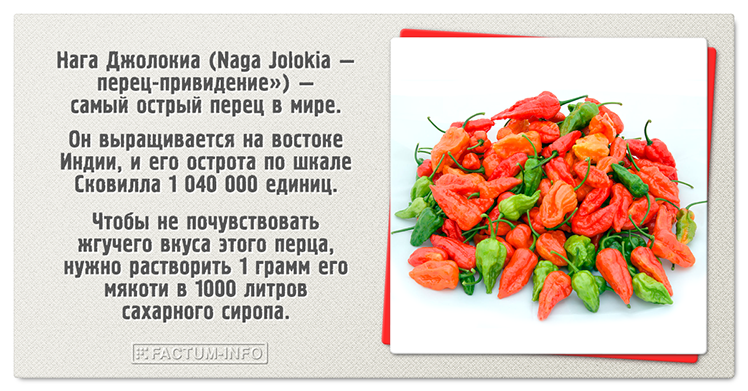 Naga Jolokia – el chile más picante del mundo