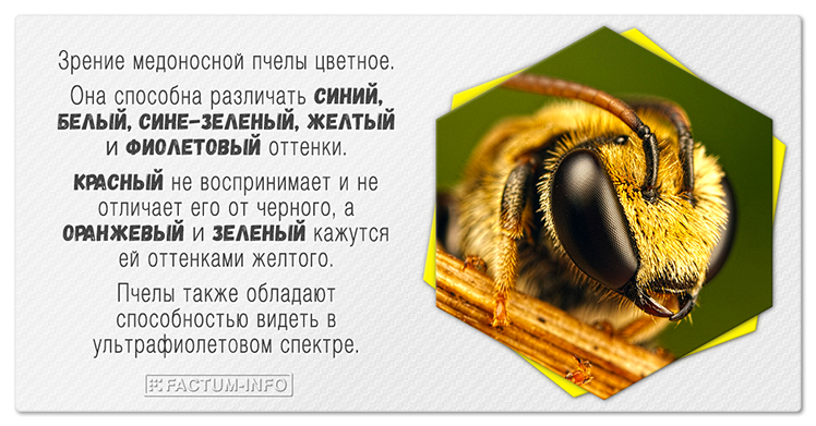 La visión de una abeja melífera es coloreada, mientras que la abeja no percibe el rojo y no lo distingue del negro, y el color verde le parece amarillo.