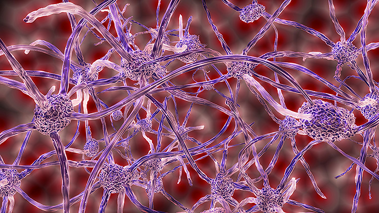 Nerve cells do not regenerate. Is it so?