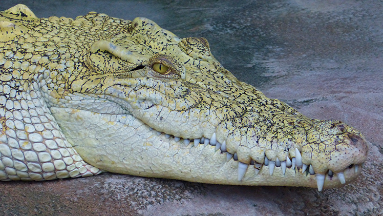 Mýty o krokodýlech