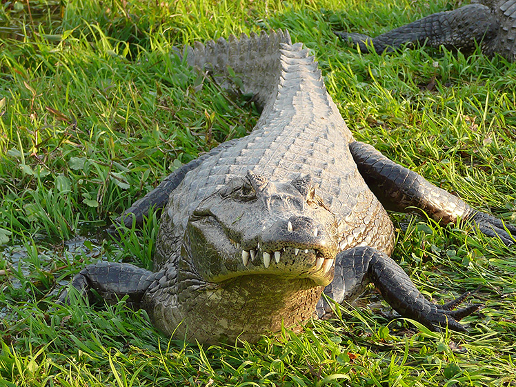 Mýty o krokodýlech