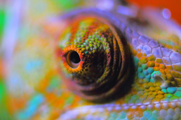 Mylná představa o chameleonech
