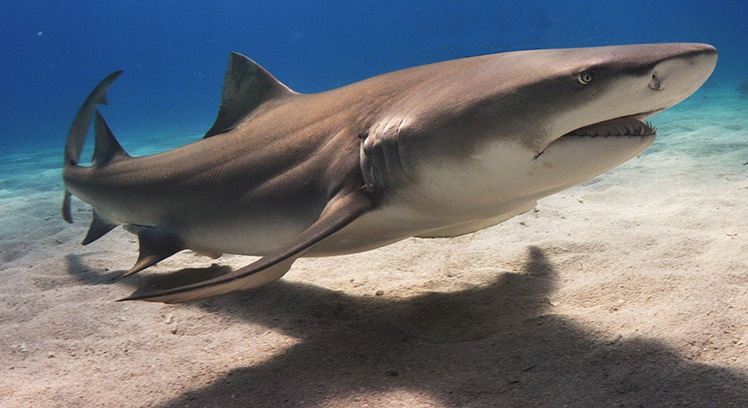 How dangerous are sharks?