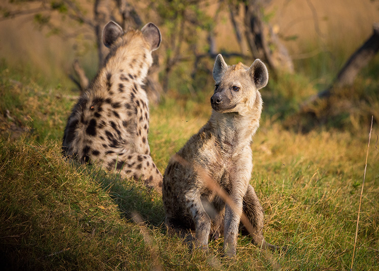 Błędne wyobrażenia na temat hieny: tchórzliwy padlinożerca czy niebezpieczny i potężny drapieżnik?
