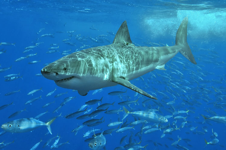 Цікаві факти про акули