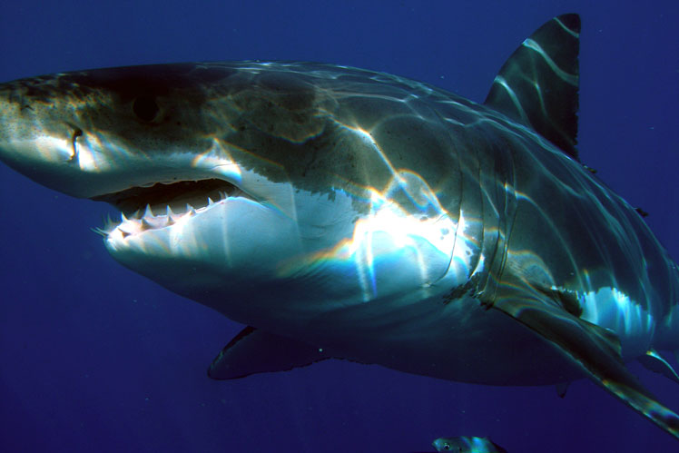 Цікаві факти про акули