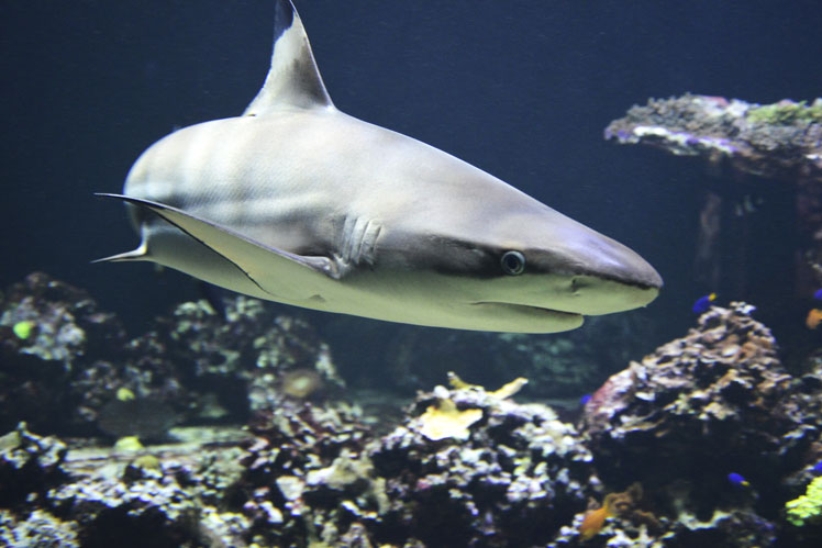 Köpekbalıkları hakkında ilginç gerçekler