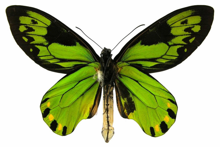 Curious misconceptions about butterflies