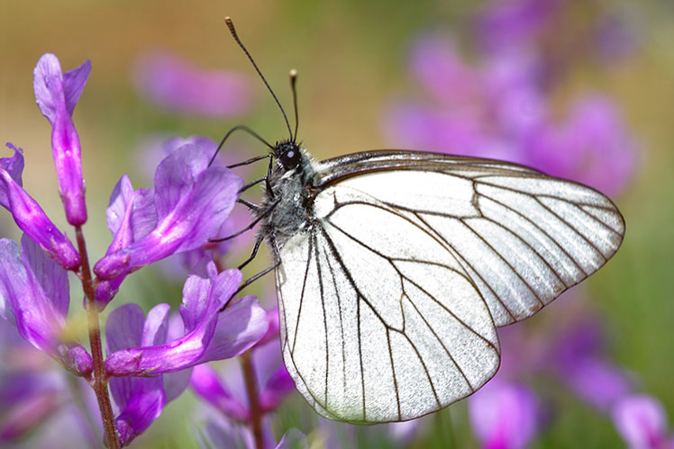 Curious misconceptions about butterflies