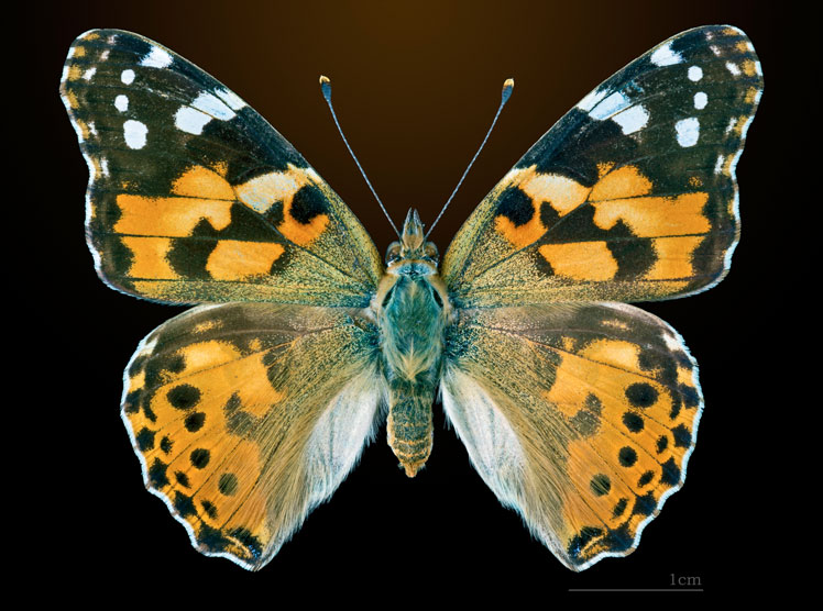 Idées fausses curieuses sur les papillons