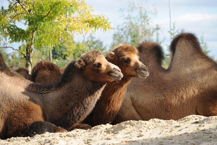 Kända myter och intressanta fakta om kameler