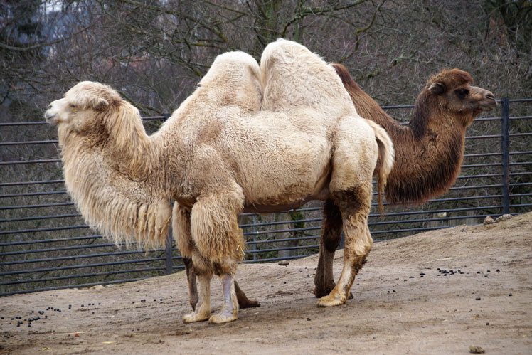 Kända myter och intressanta fakta om kameler