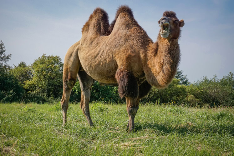 Famous myths and interesting facts about camels