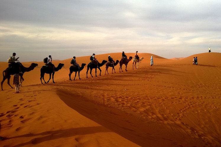 Famous myths and interesting facts about camels