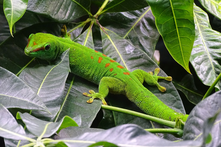 Conceptos erróneos y hechos sobre los geckos