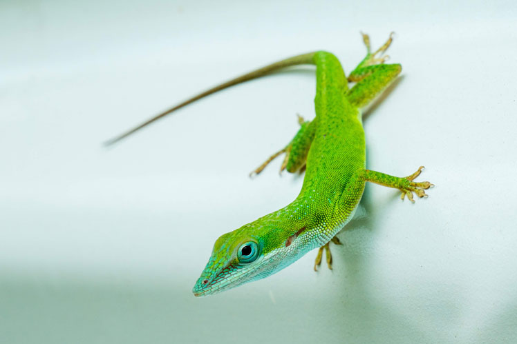 Conceptos erróneos y hechos sobre los geckos